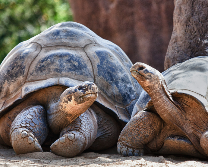 Guayaquil y Galapagos combinado con Santa Cruz 6 dias 