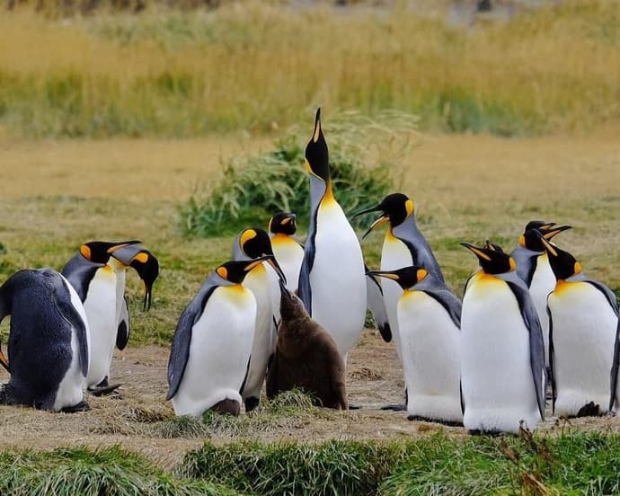 Parques Soñados: Torres del Paine y Pingüino Rey