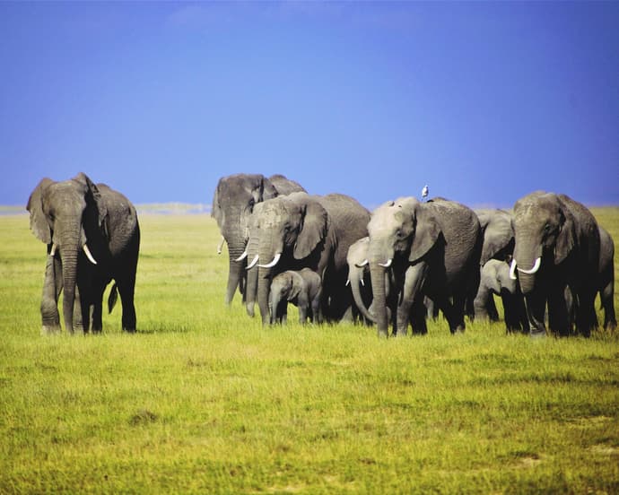 Explora Tanzania: Un Viaje Único de Aventura, Lujo y Conexión Cultural