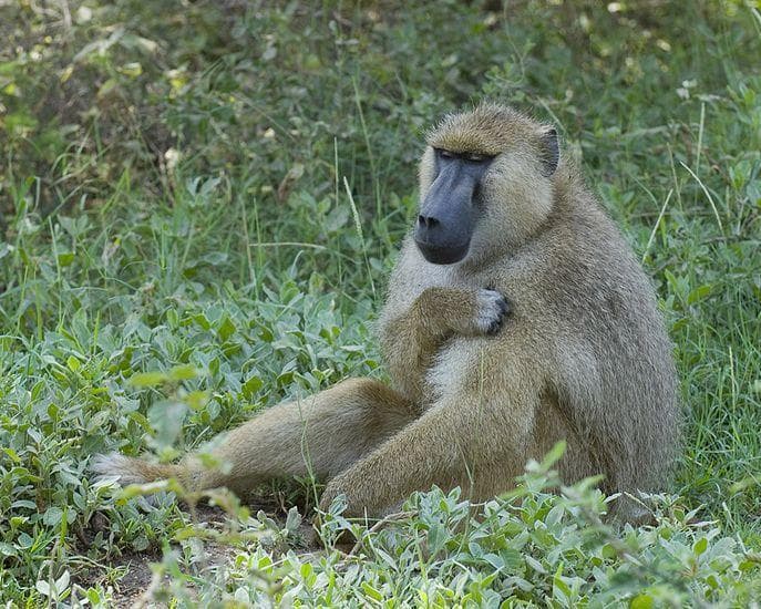 Safari Mpaka