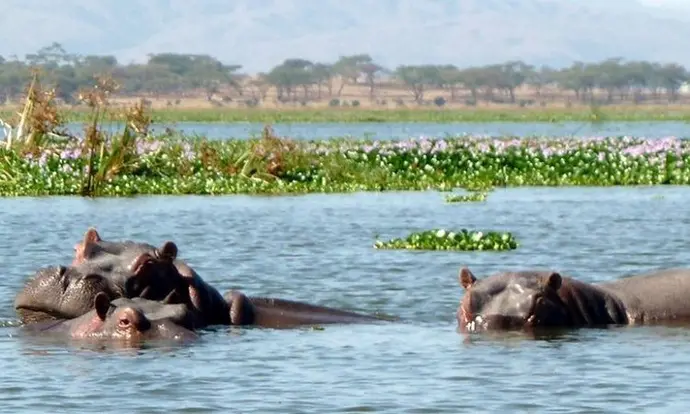 Safari Riboribo