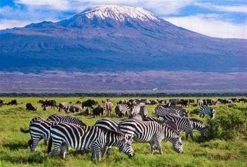 Safari Ripuripu