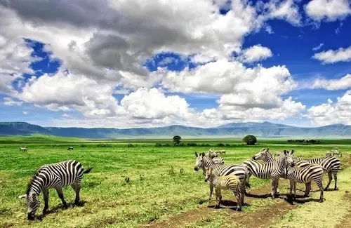 Safari Tamasha