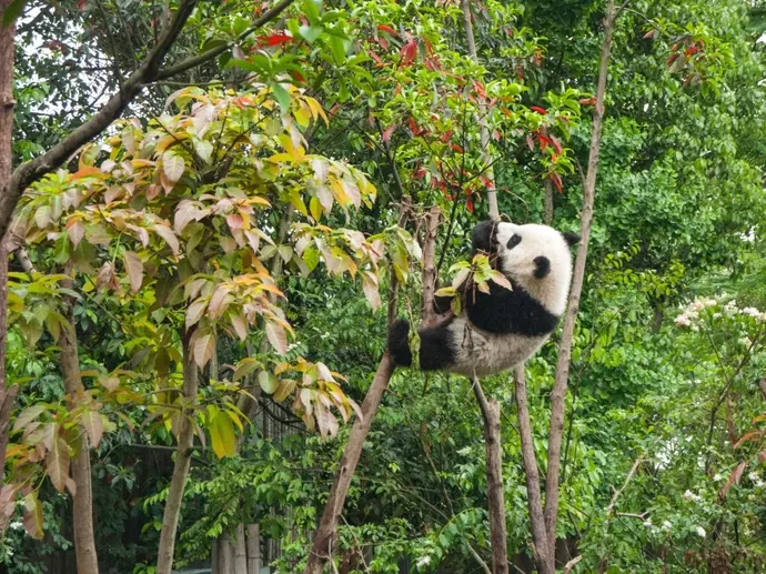 Panda and Yunnan Plus