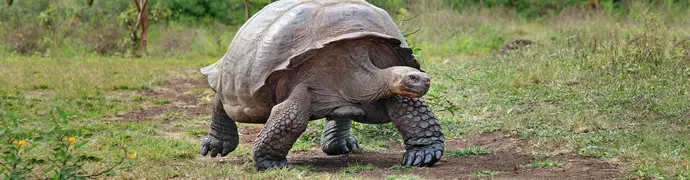 Galapagos Experience