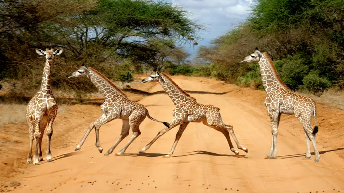 Scenic Kenya Safari
