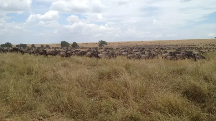 Combine d'Amboseli au Serengeti