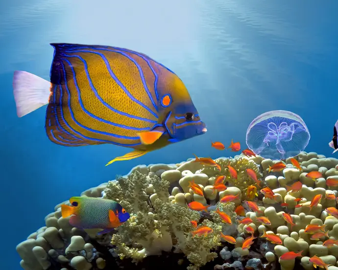 Sharm El-Sheikh e Santa Caterina
