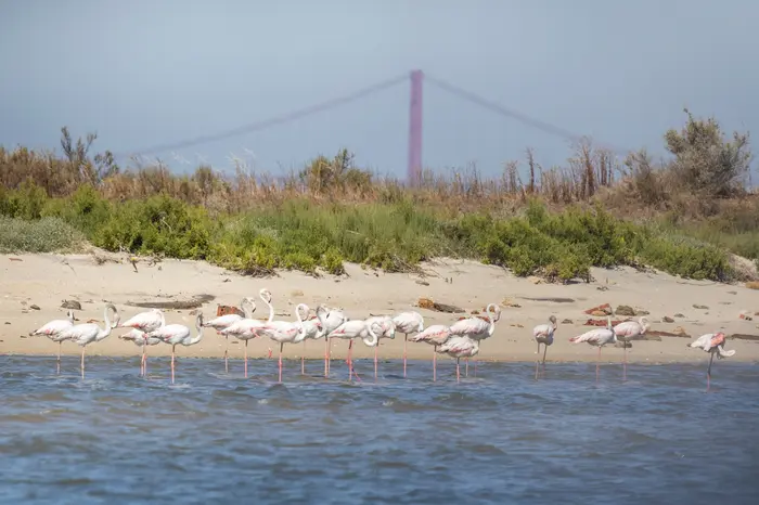 Paseo en Barco para Observación de Aves en el Estuario del Tajo en Grupo Reducido