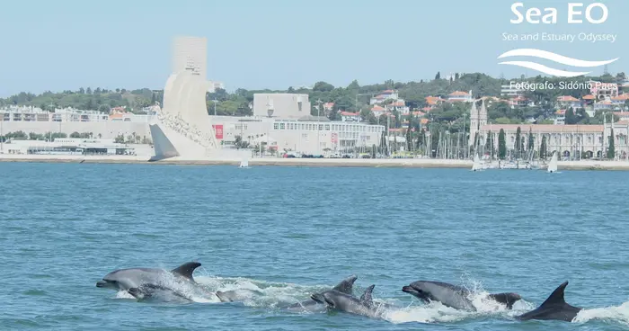 Avistamiento de Delfines en Lisboa en Grupo Reducido