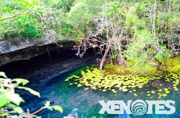 Xenotes: Oasis Mayas con Recogida