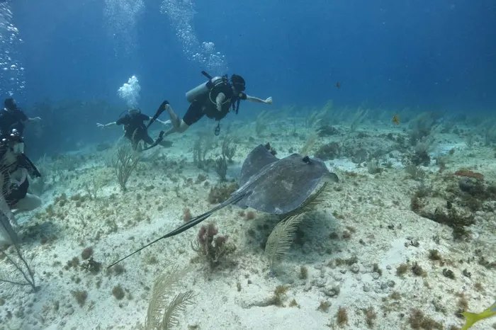 Buceo en el MUSA
