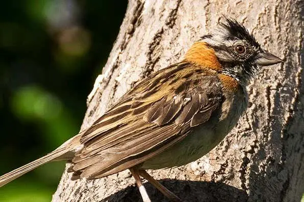 Avistamiento de aves en la laguna de Huacarpay