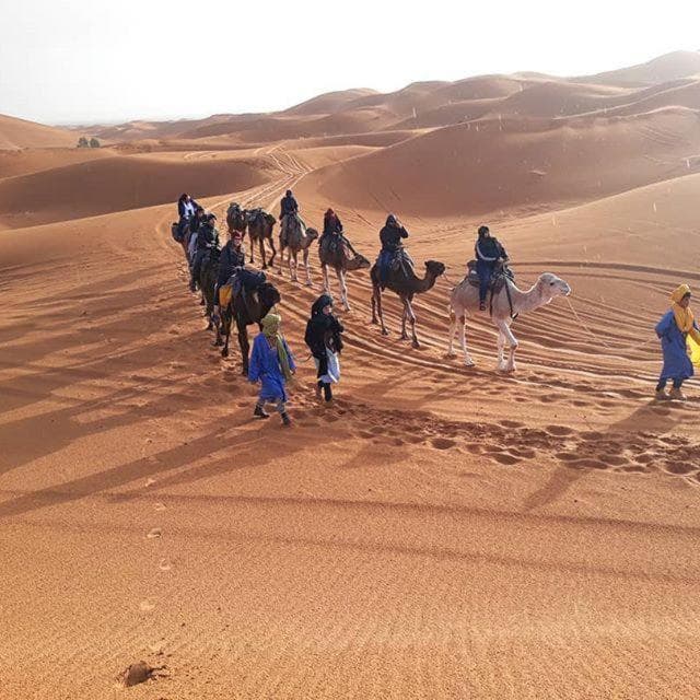 Camp Sahara Majestic
