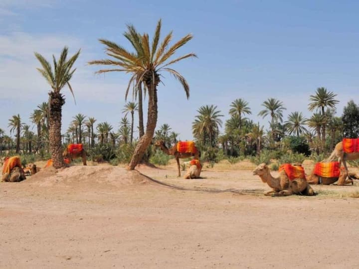 Riad Villa Wengé