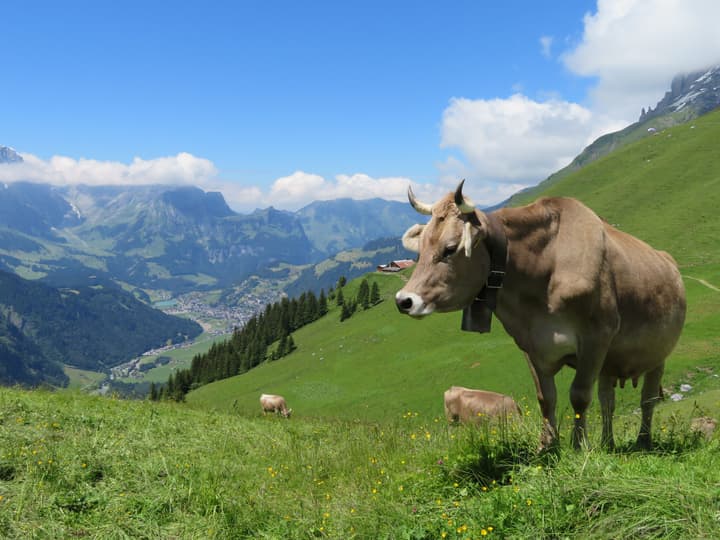 Hotel Regina Titlis, a Trademark Collection by Wyndham