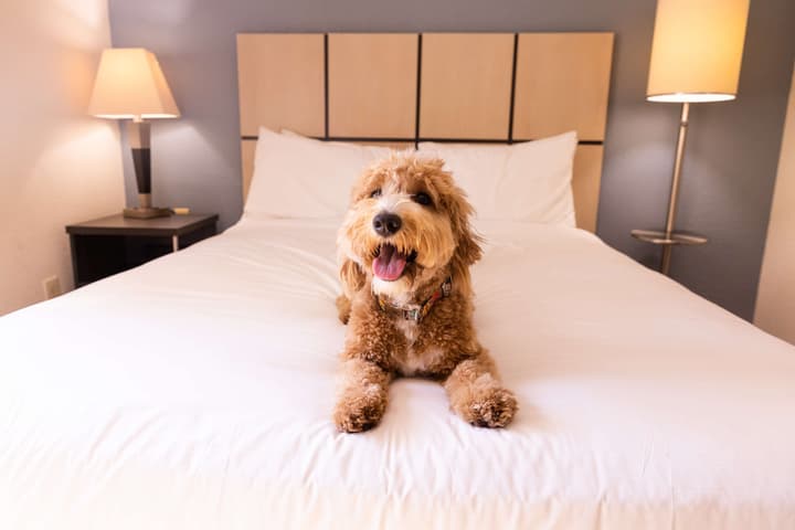 Sonesta Simply Suites Detroit Warren