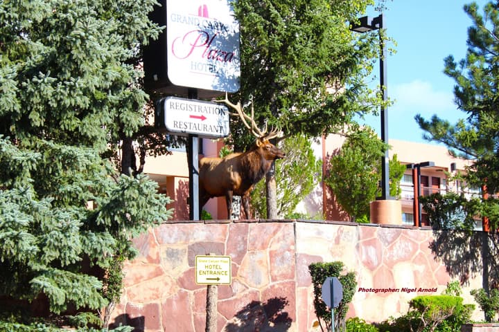 Grand Canyon Plaza Hotel-South Rim