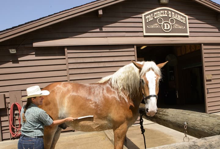 The Cabins at Disney's Fort Wilderness Resort