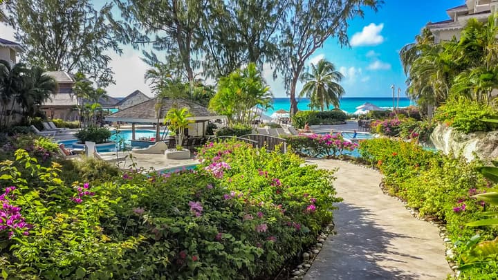 Bougainvillea Barbados
