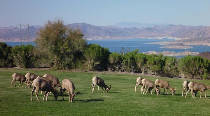 Lake Mead Inn