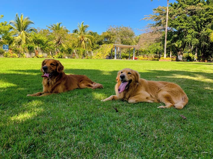 Puerto de Luna Pet Friendly & Family Suites Hotel