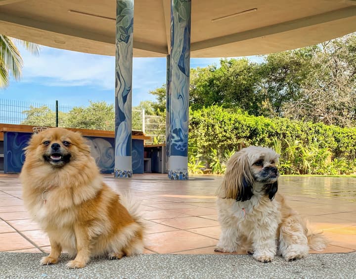 Puerto de Luna Pet Friendly & Family Suites Hotel