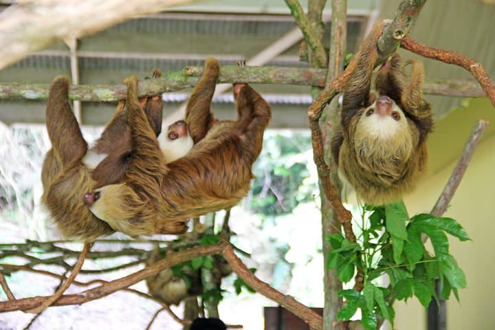 Gamboa Rainforest Reserve