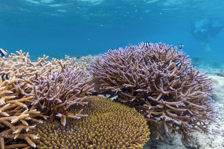Taj Coral Reef Resort & Spa Maldives – A Premium All Inclusive Resort