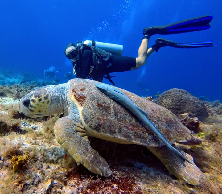 Casa del Mar Cozumel Hotel & Dive Resort with Beach Club access