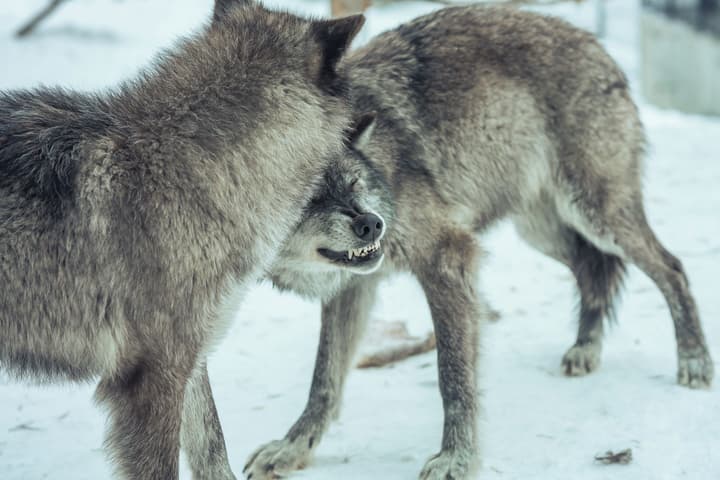 Gray Wolf Inn & Suites
