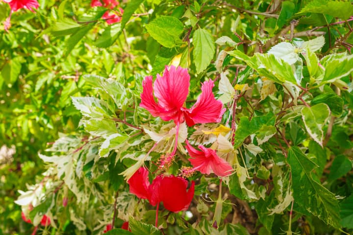 Franklyn D. Resort & Spa