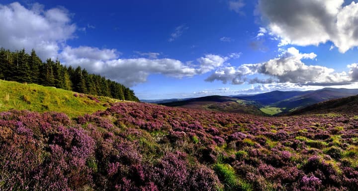 Druids Glen Hotel & Golf Resort