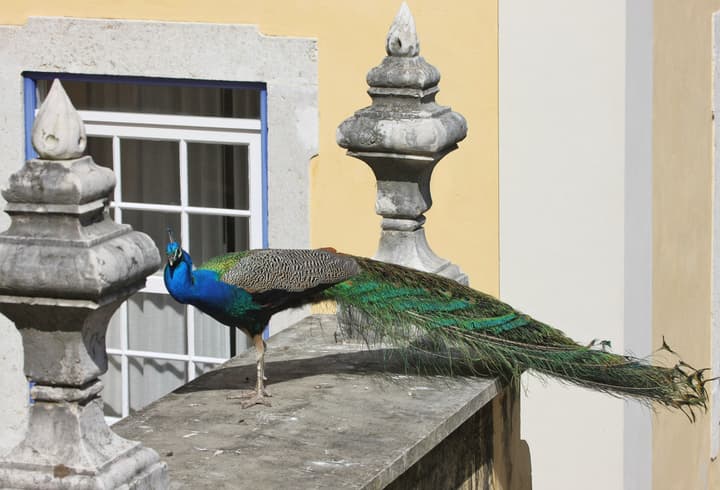 Solar Do Castelo, a Lisbon Heritage Collection