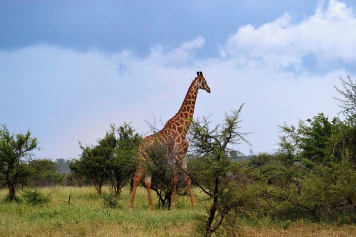 Pestana Kruger Lodge