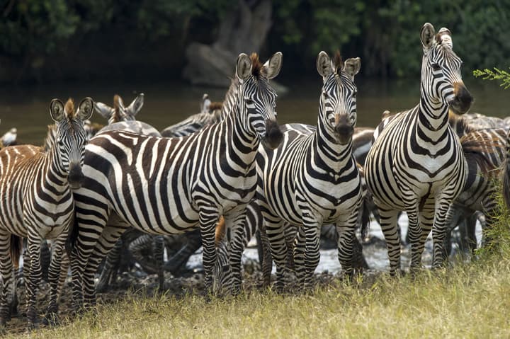 Serengeti Serena Safari Lodge