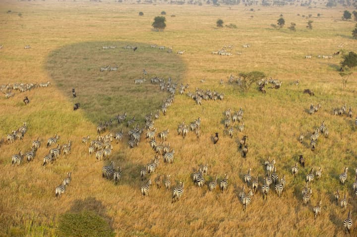 Serengeti Serena Safari Lodge