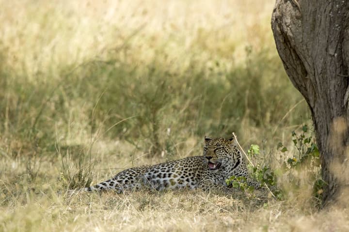 Serengeti Serena Safari Lodge