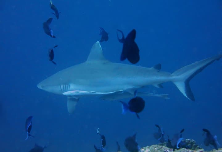 Vaali Maldives Island Escapes & Dive