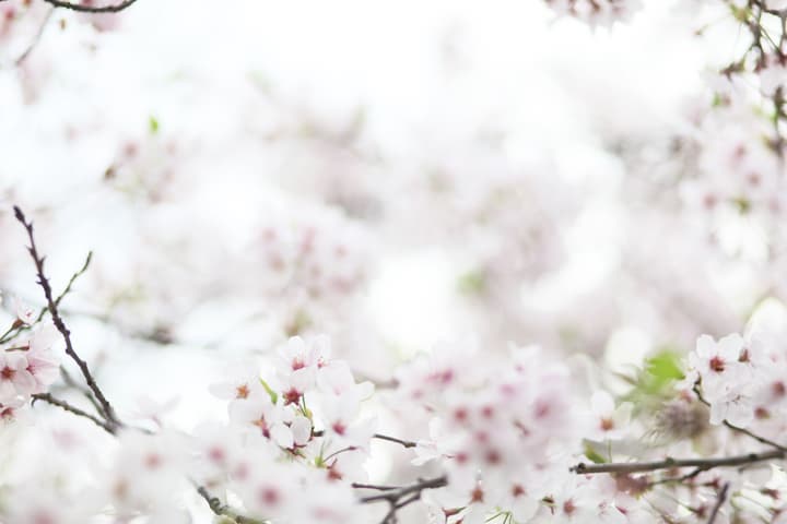 Sakuraya