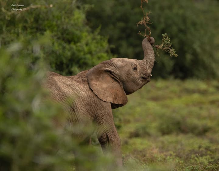 Woodbury Lodge - Amakhala Game Reserve