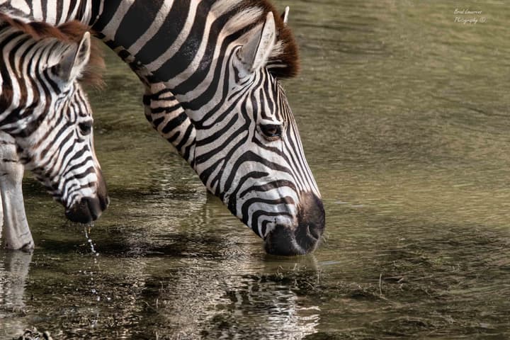 Woodbury Lodge - Amakhala Game Reserve