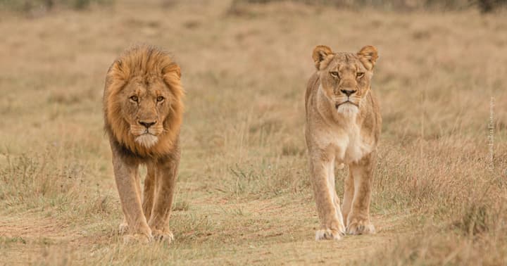 Woodbury Lodge - Amakhala Game Reserve