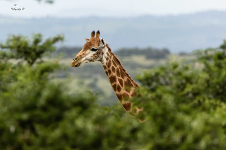 Woodbury Lodge - Amakhala Game Reserve