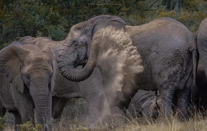 Woodbury Tented Camp - Amakhala Game Reserve