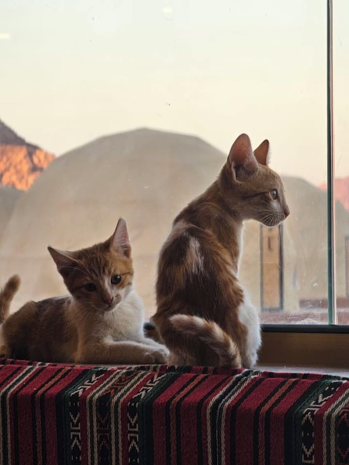 Alsultanh wadirum camp