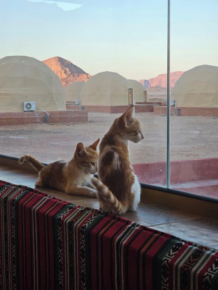 Alsultanh wadirum camp