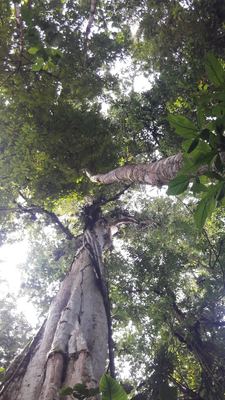 La Selva Biological Station