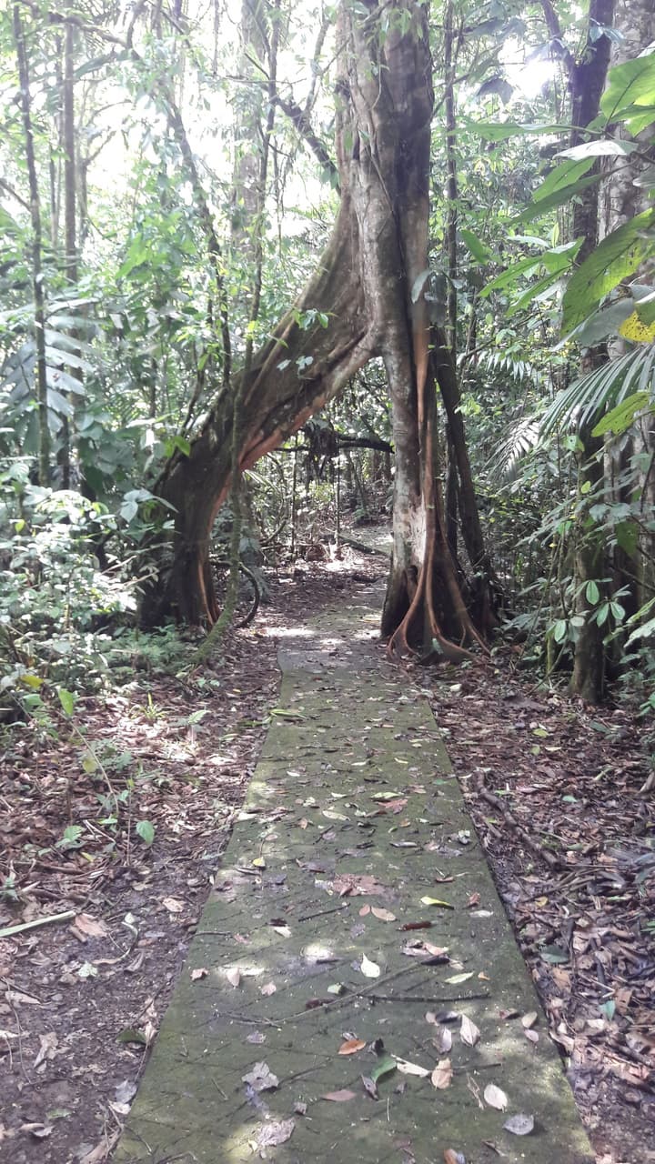 La Selva Biological Station