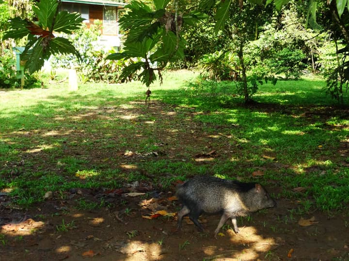 La Selva Biological Station